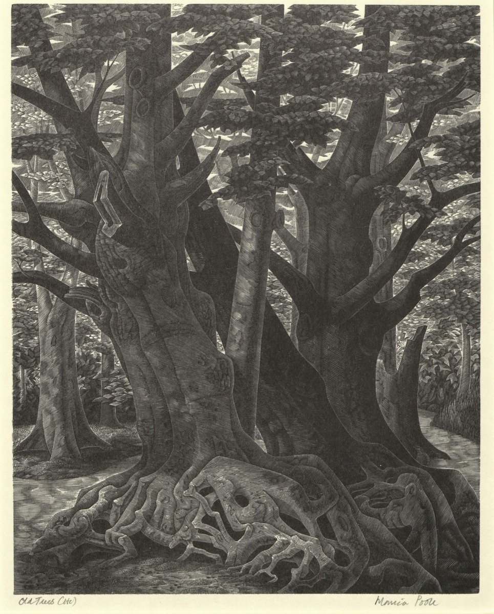 Old Trees