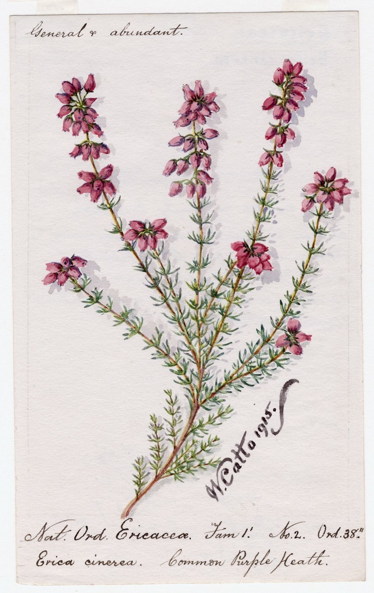 Common Purple Heath (Erica cinerea)