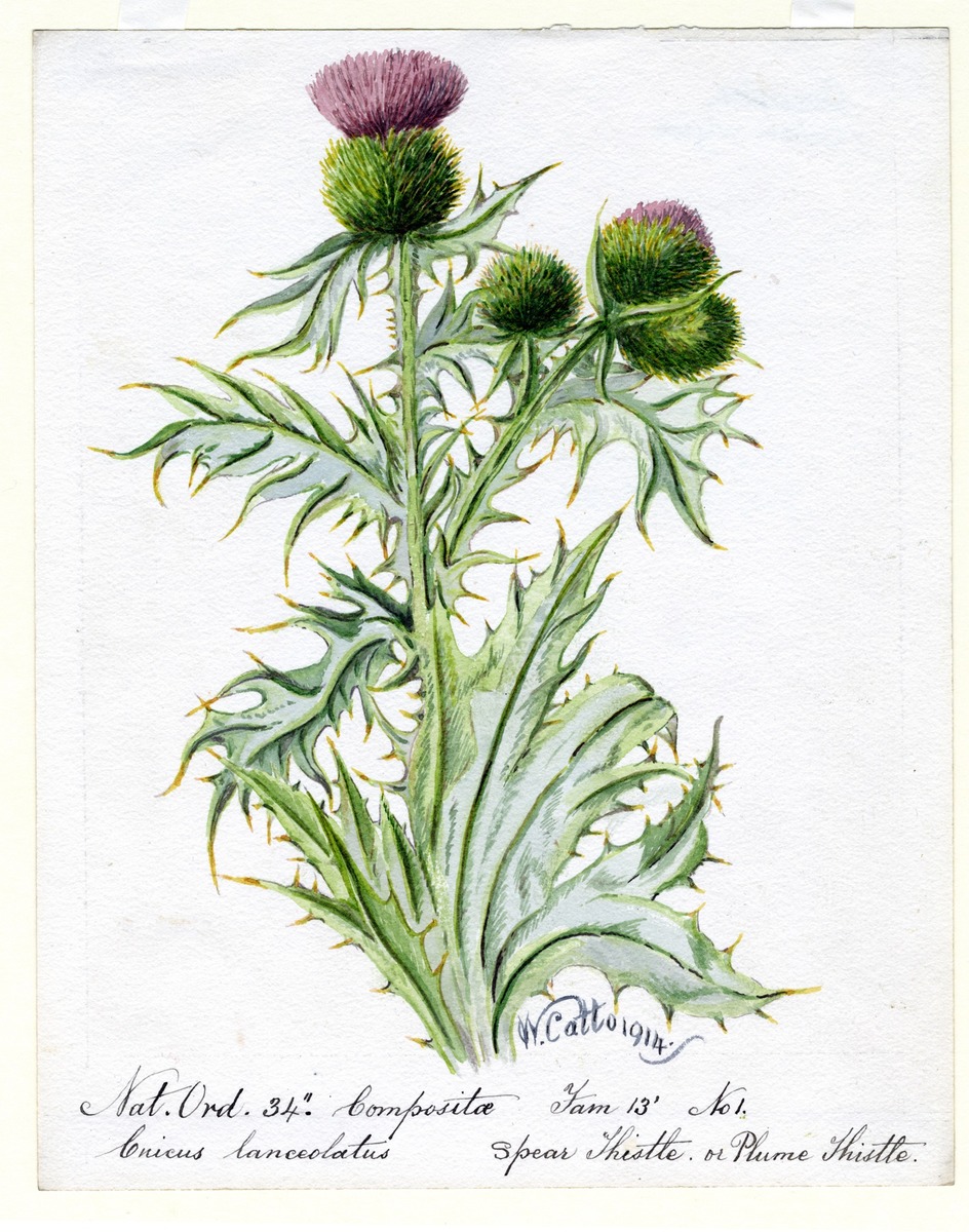 Spear Thistle or Plume Thistle (Cnicus lanceolatus)