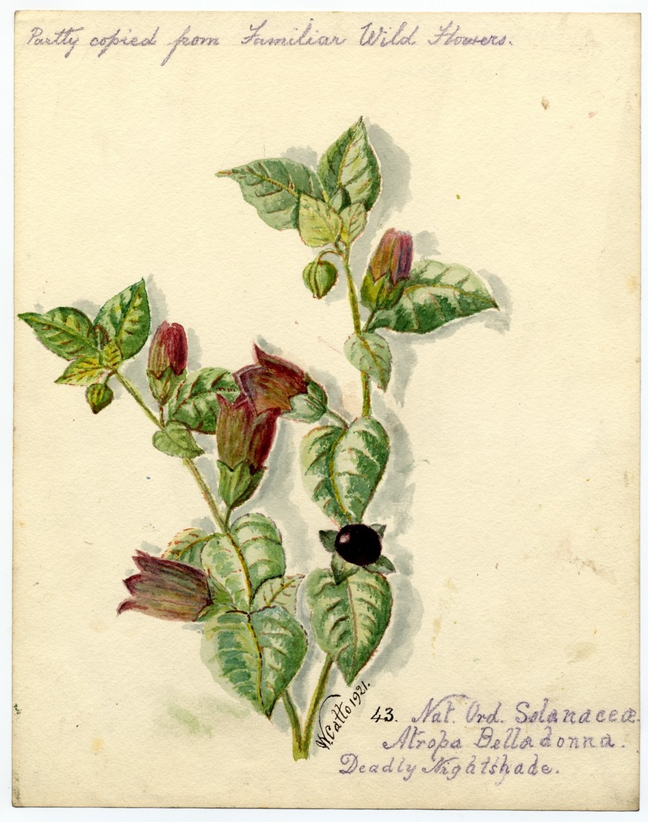 Deadly Nightshade (Atropa Belladonna)