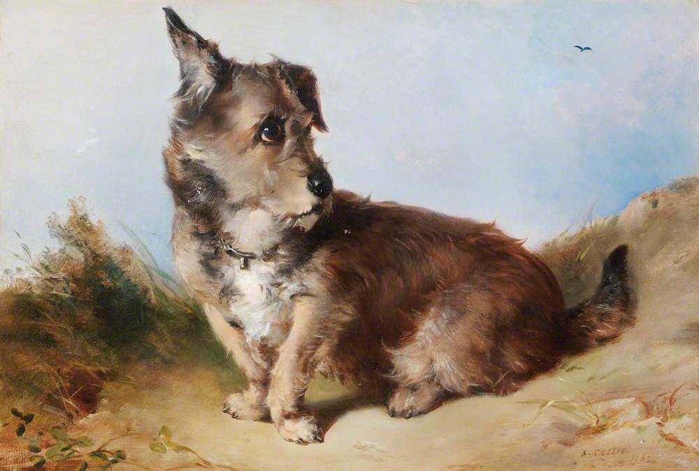 A Terrier Dog