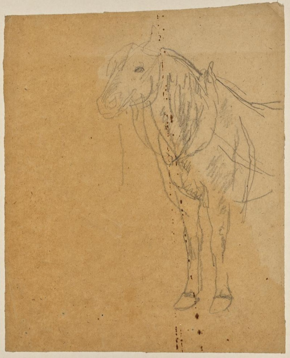 Horses in harness