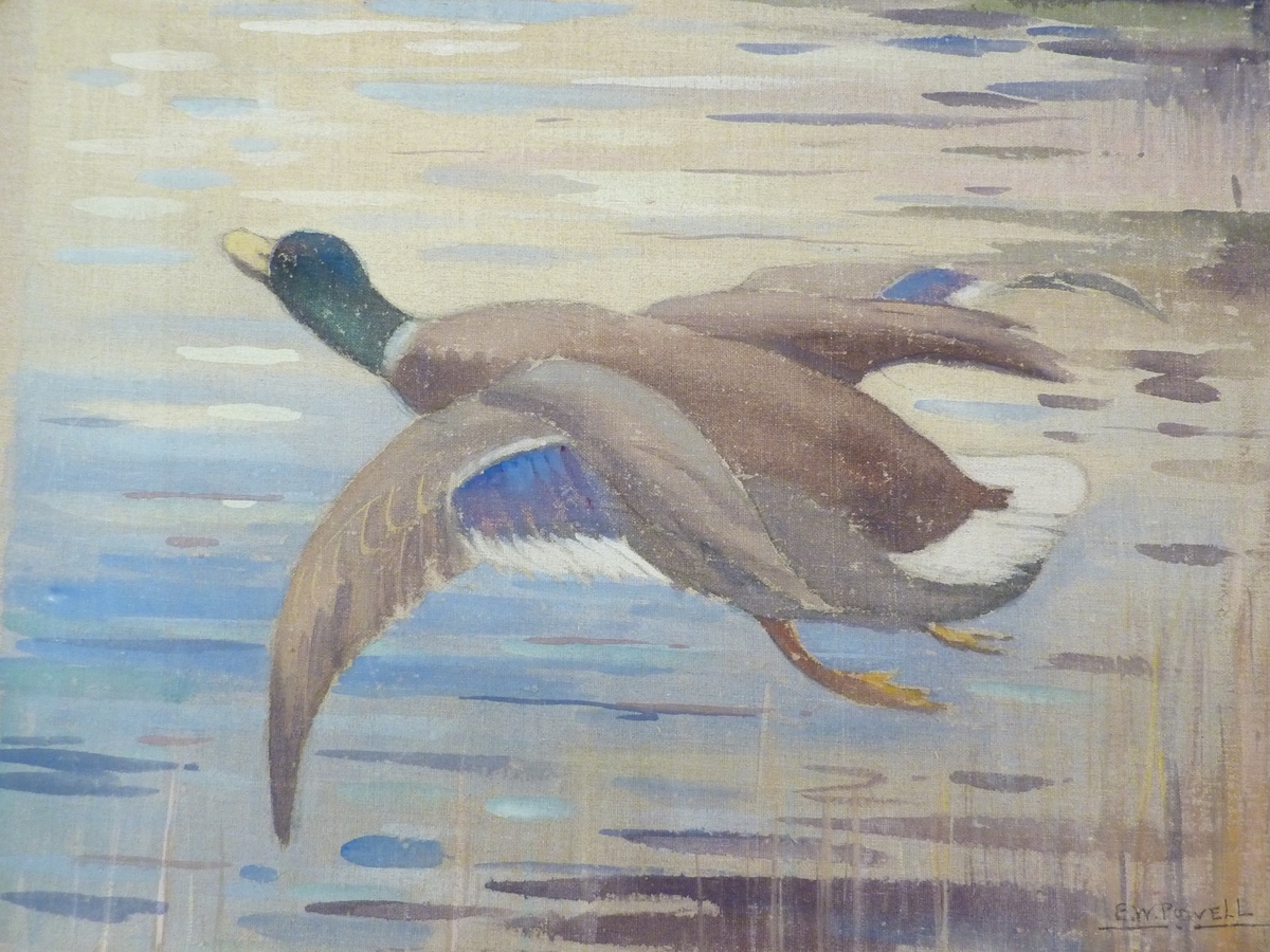 Mallard in Flight