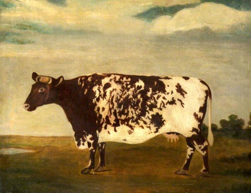 A Shorthorn Cow