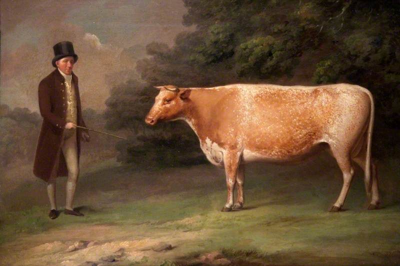 A Shorthorn Cow with a Figure