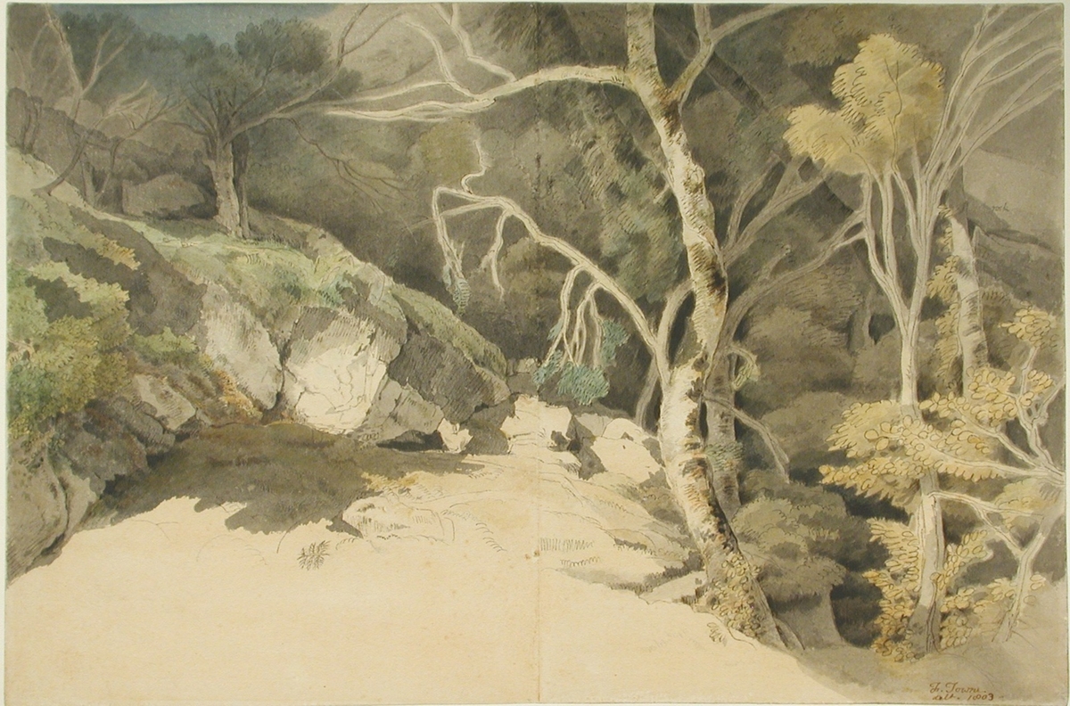 Woodland Scene