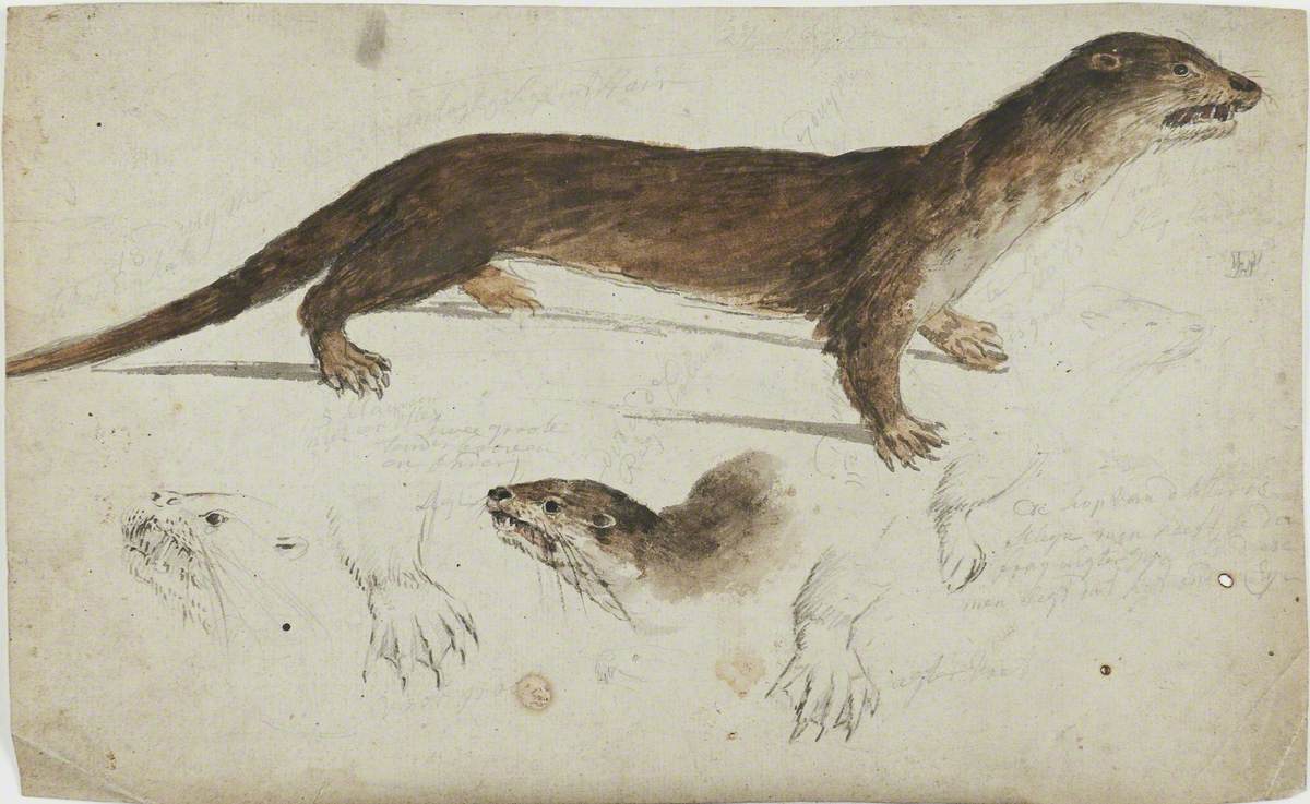 Studies of a European Otter