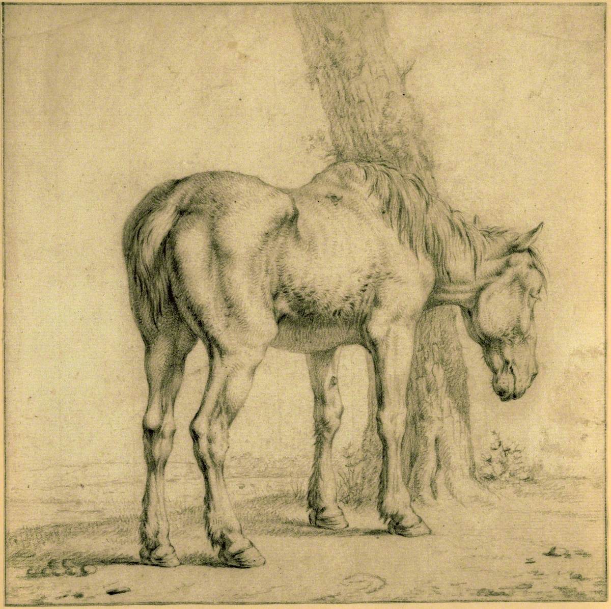 An Old Horse