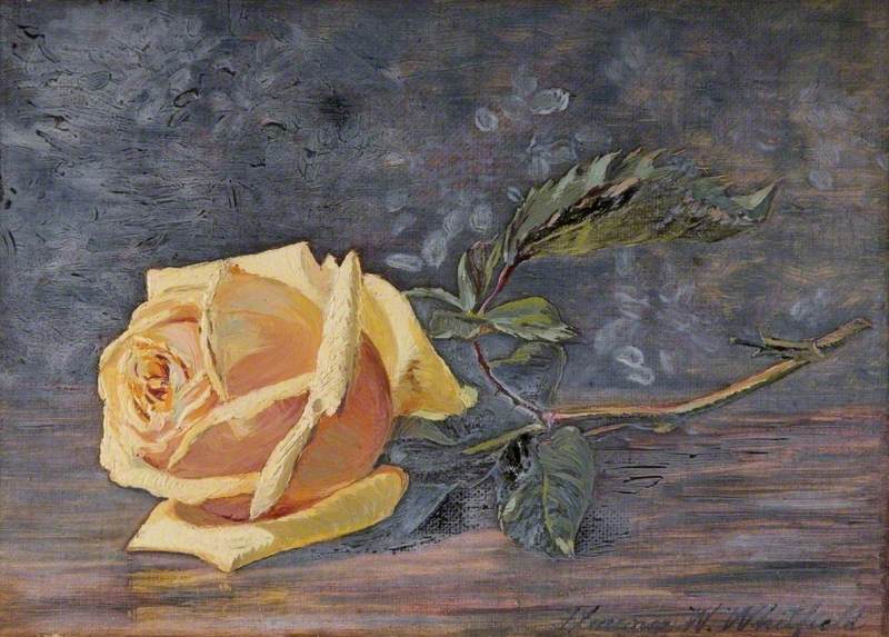 Yellow Rose