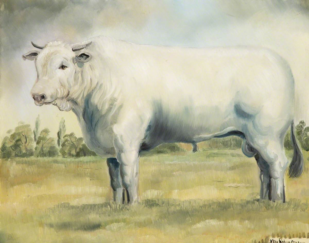 White Bull