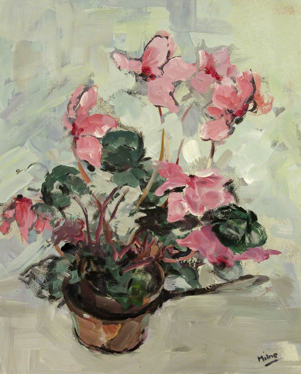 Cyclamen