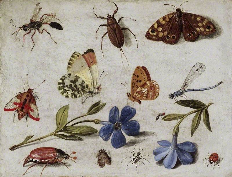 Insects