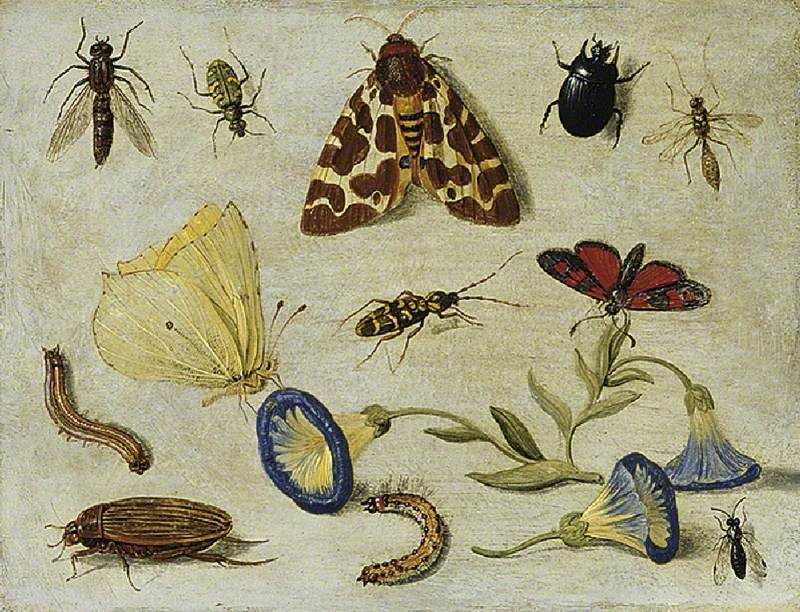 Insects