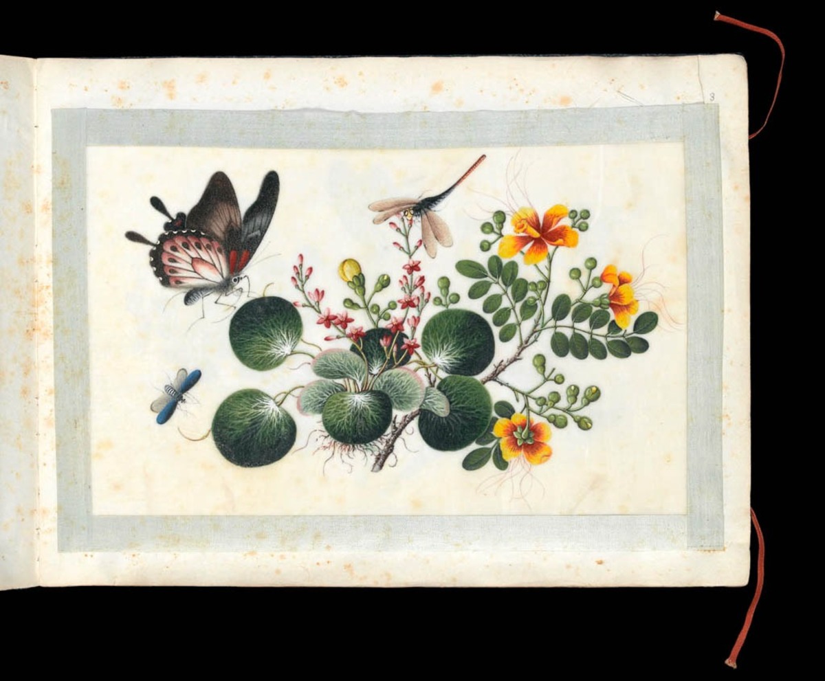 Flowers, butterflies and insects
