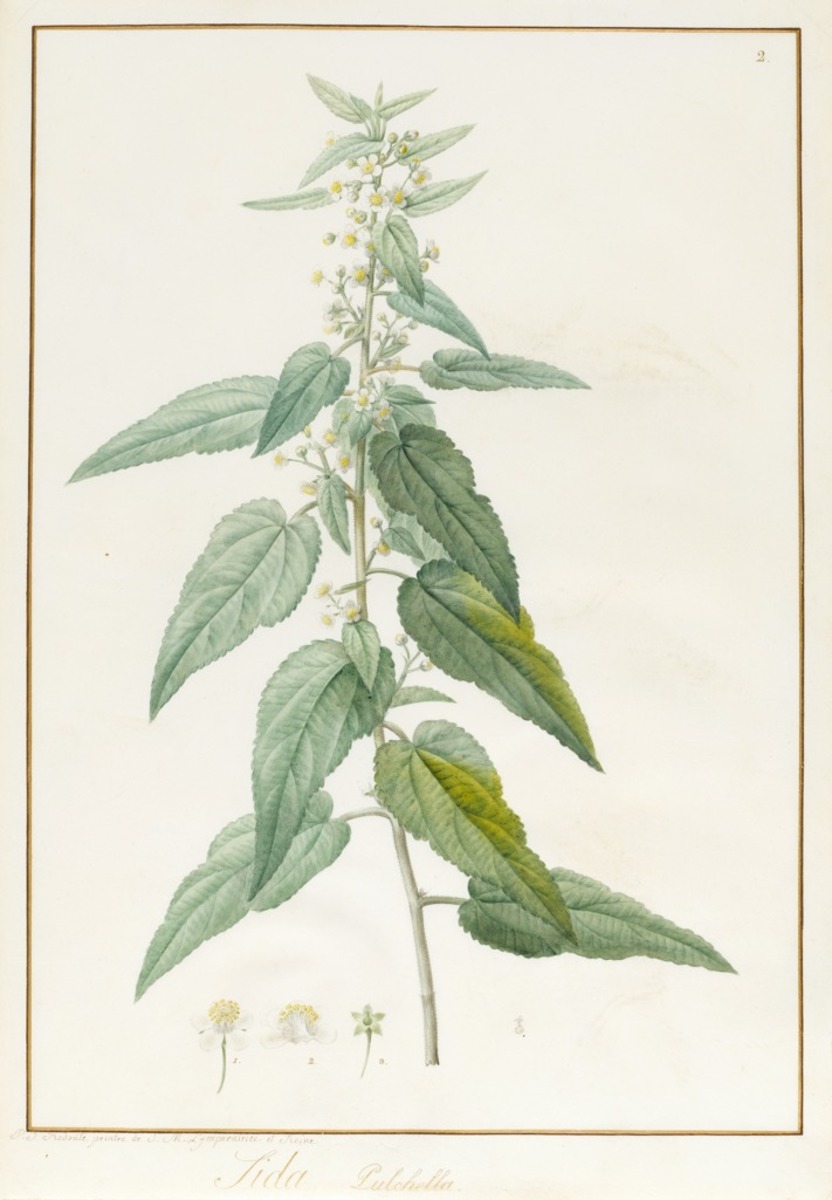 Sida pulchella