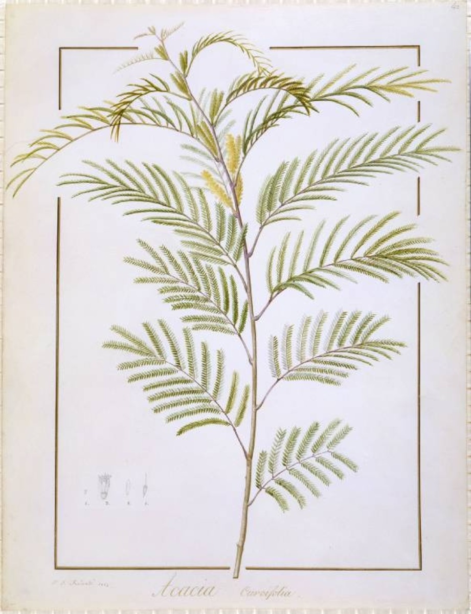 Acacia curvifolia