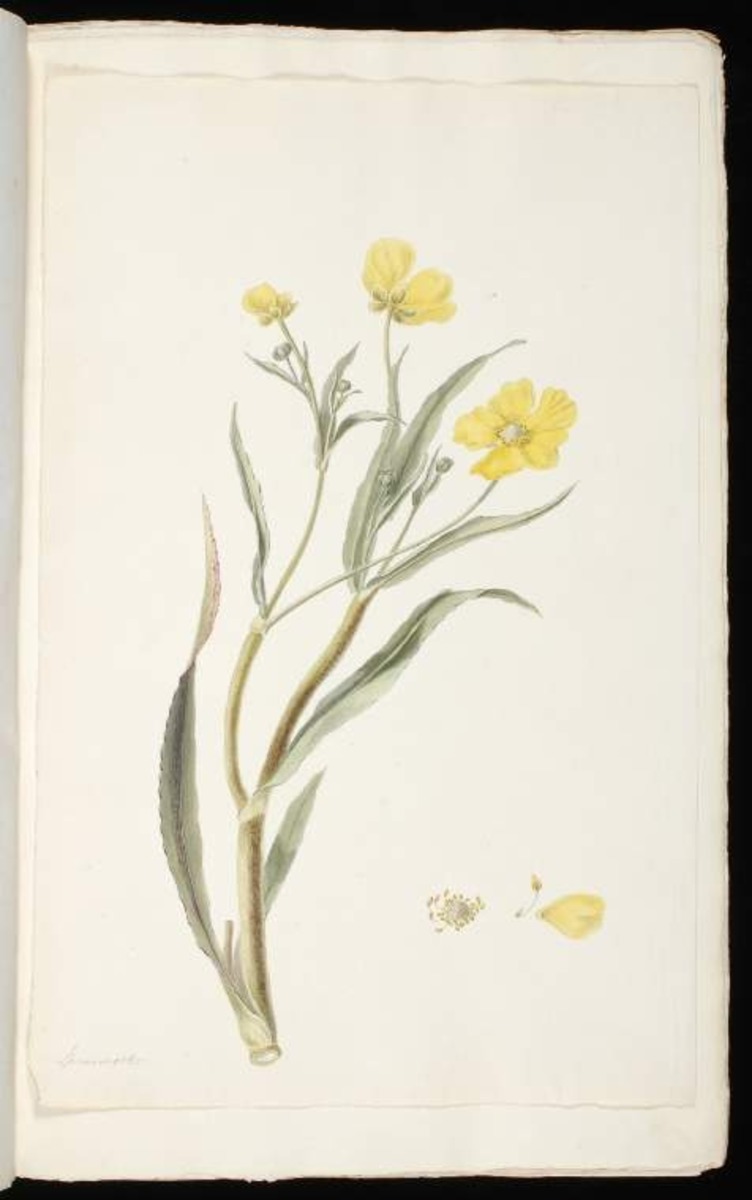 Spearwort