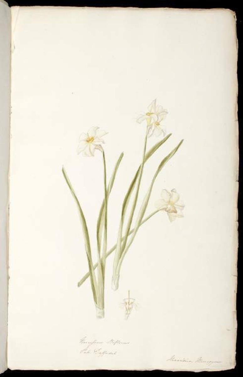 Narcissus biflorus