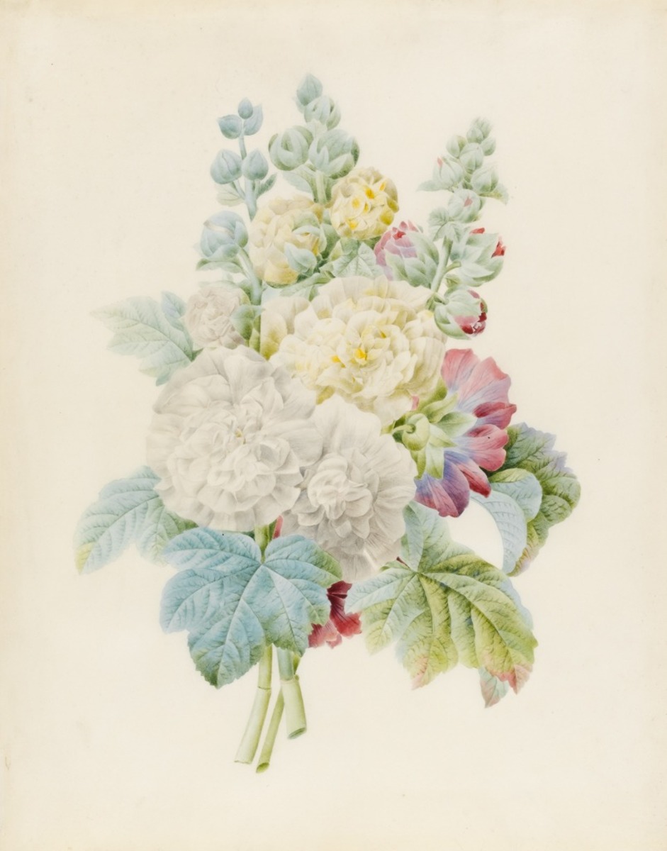 Hollyhocks (three stems with inflorescence)