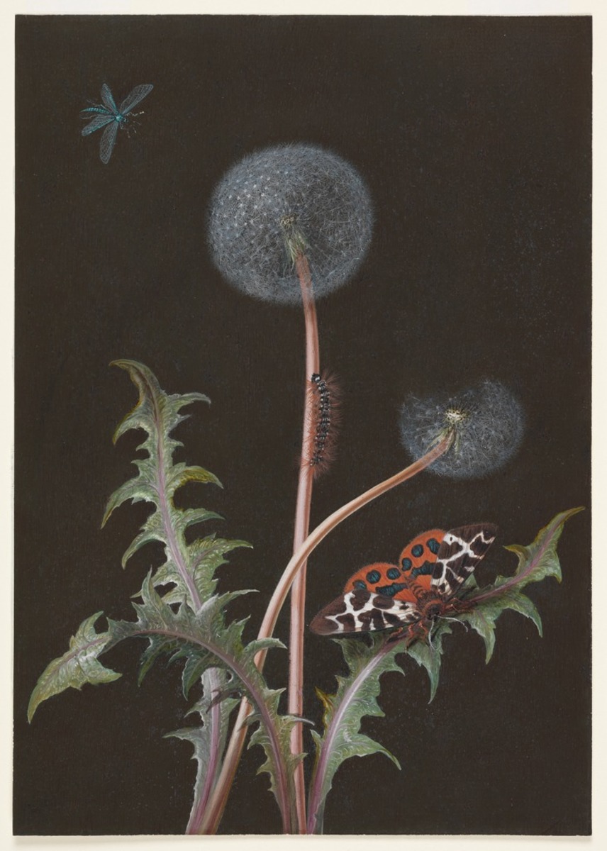 Taraxacum officinale