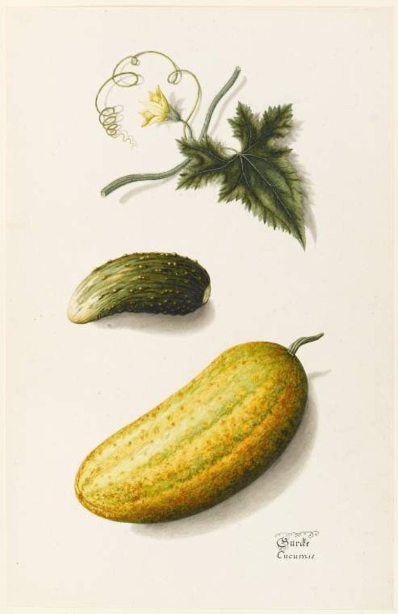 Gherkin and a ?Cucumis