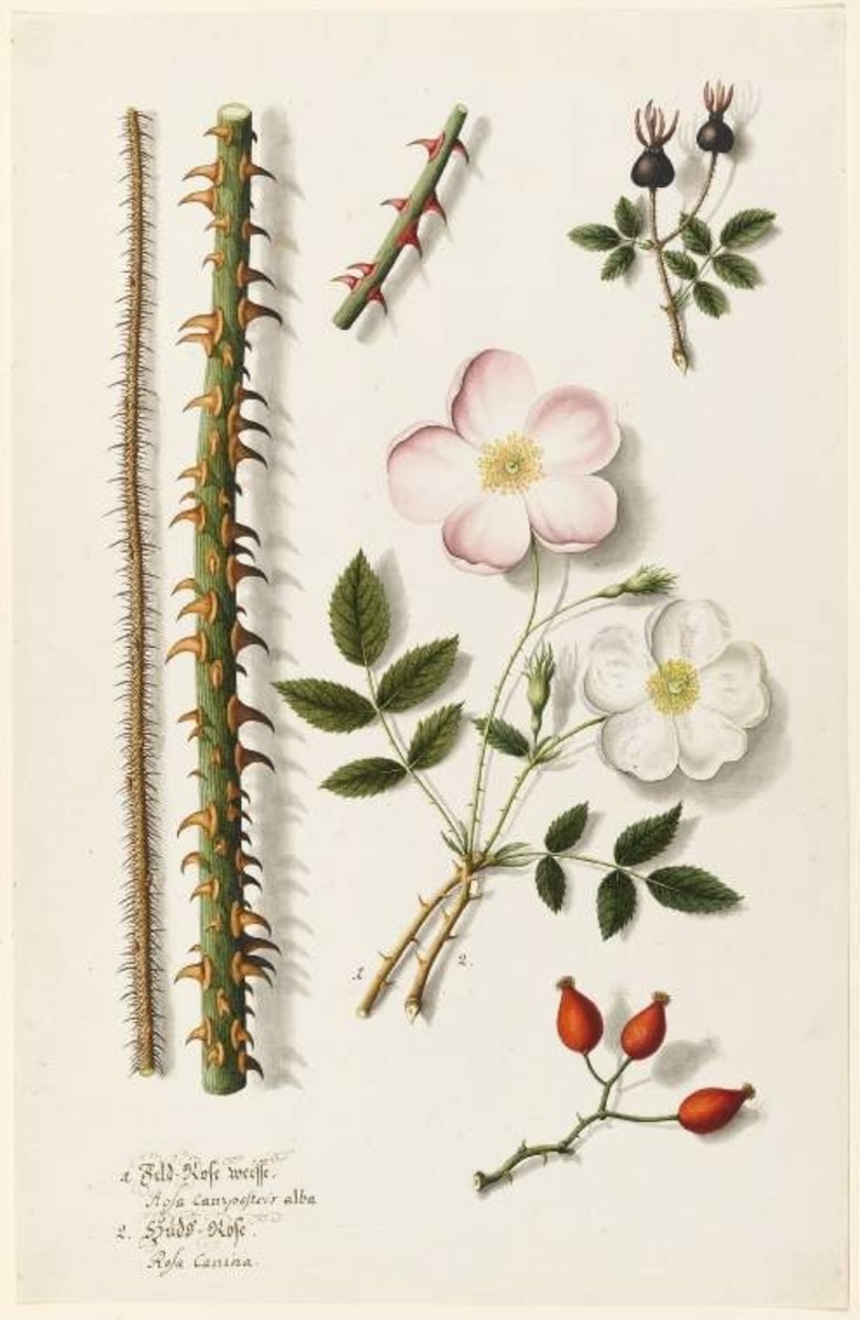 Rosa campestris alba and Rosa canina