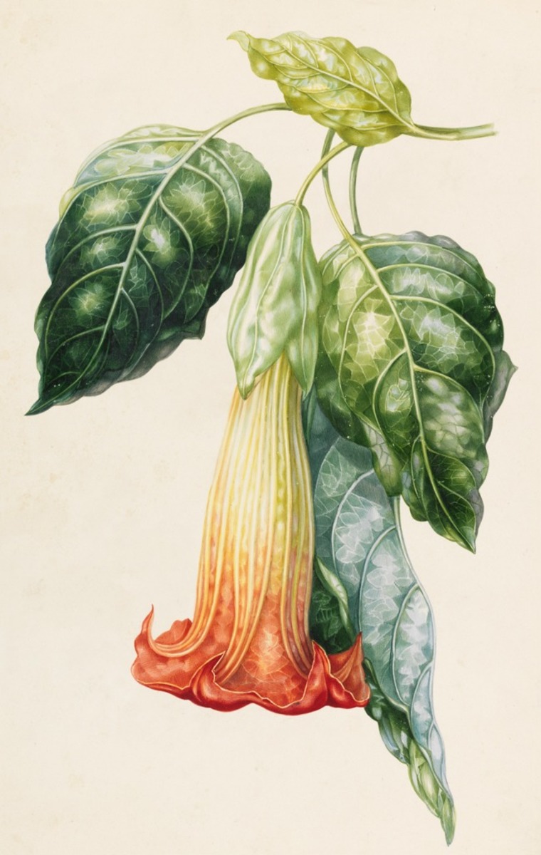 Datura rosei (Thorn Apple)
