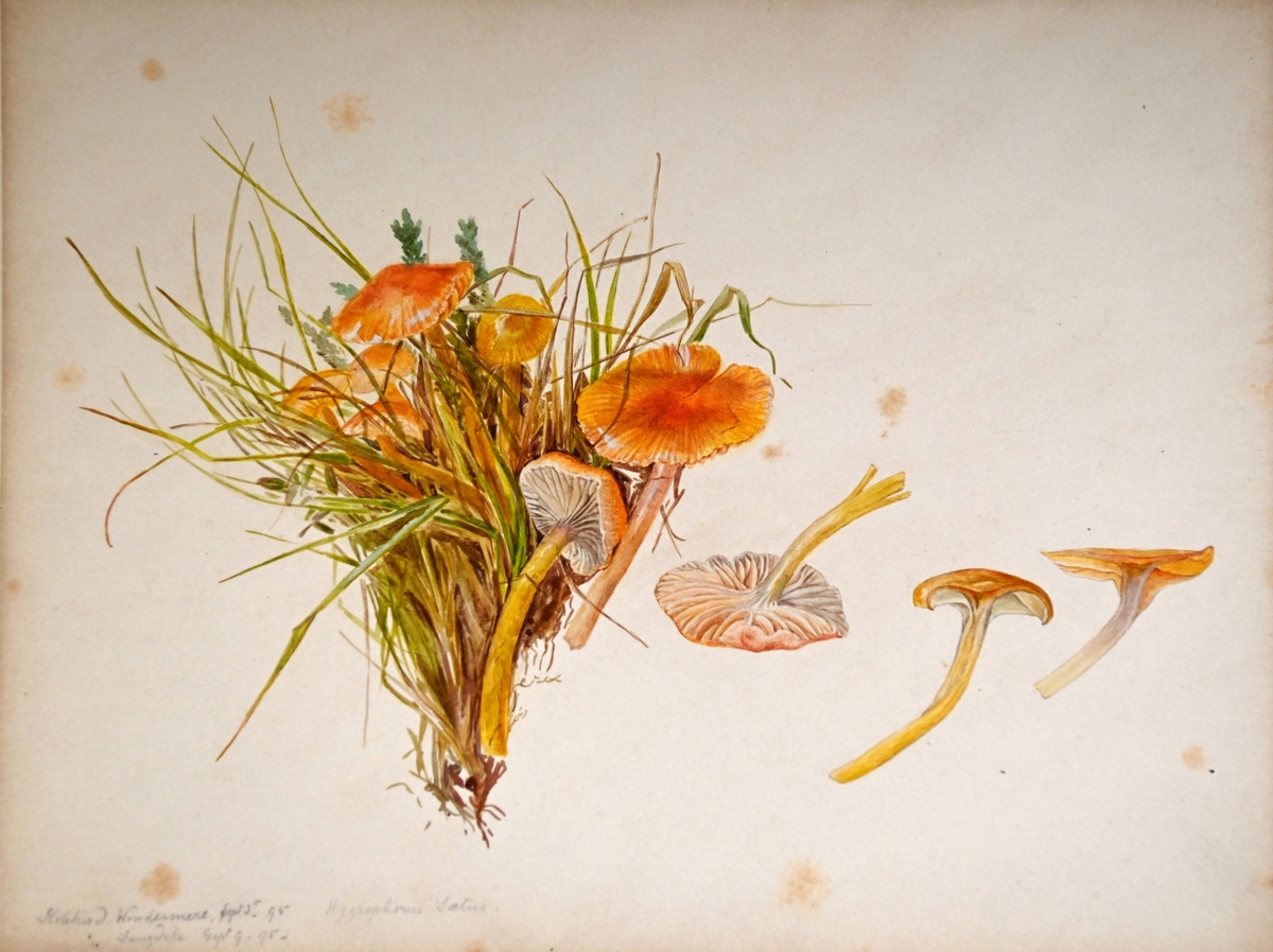 Hygrocybe laeta