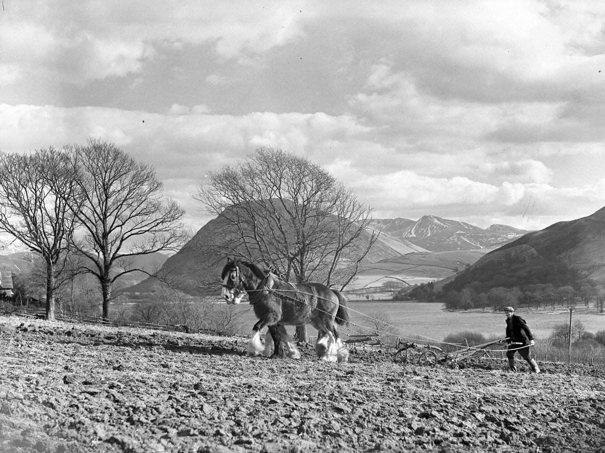 Horse Ploughing at Loweswater