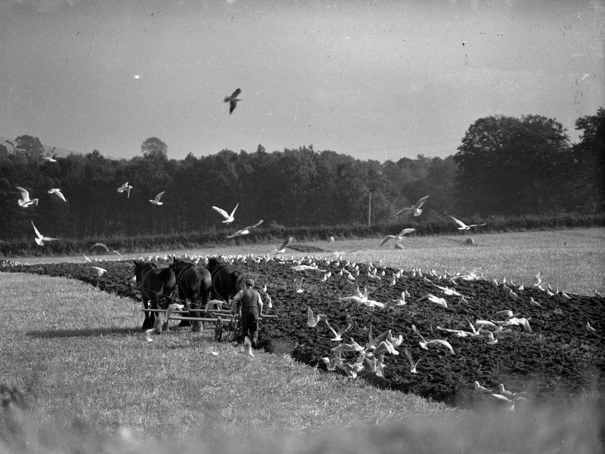 Three Horses Ploughing