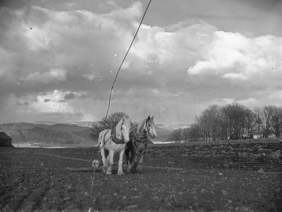 Harrowing at Gawthwaite Farm, Furness