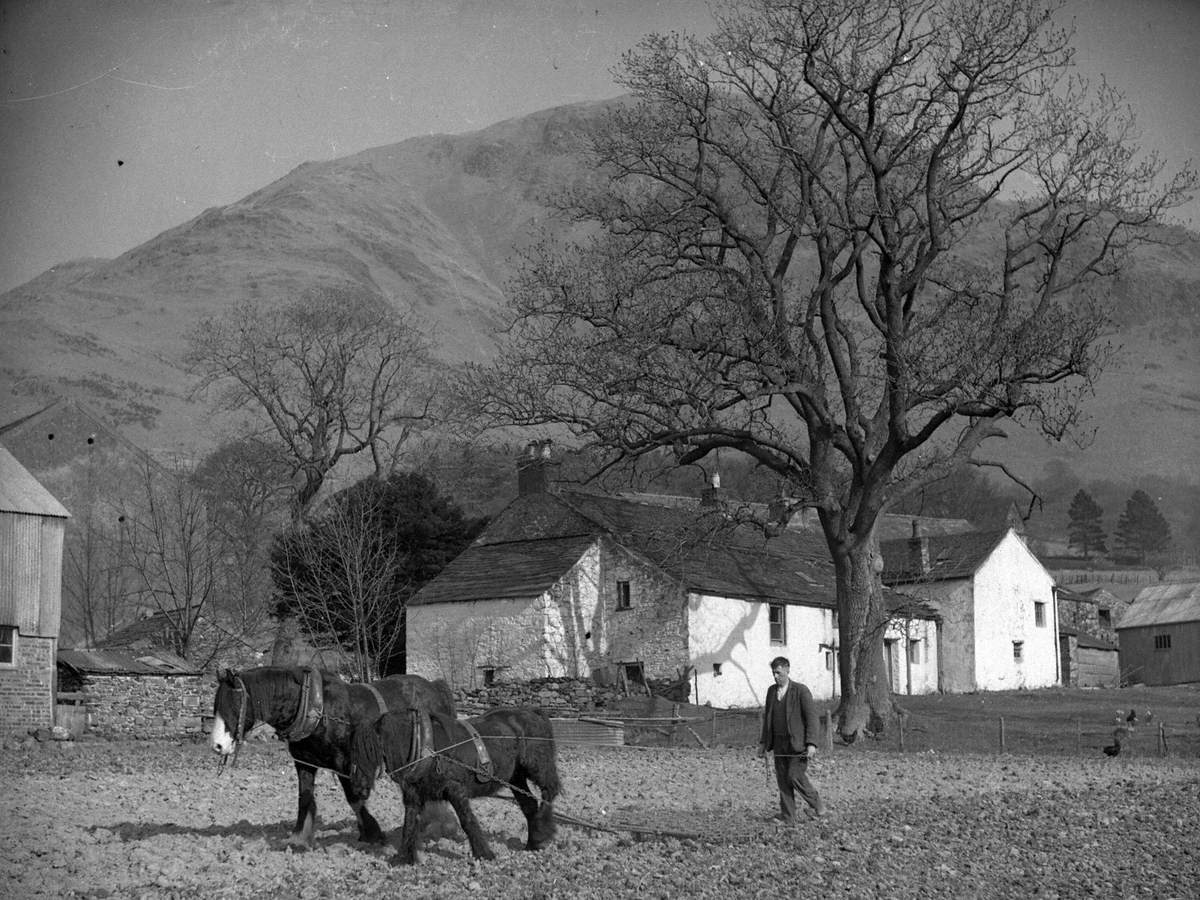 Harrowing at Syke Farm, Buttermere