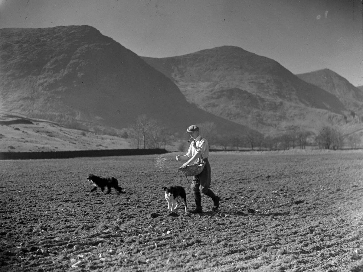 Broadcast Sowing Kentmere