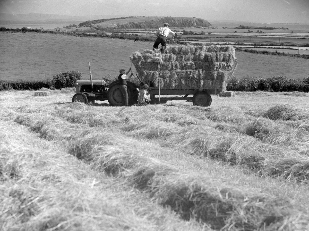 Loading Bailed Hay, Humphrey Head