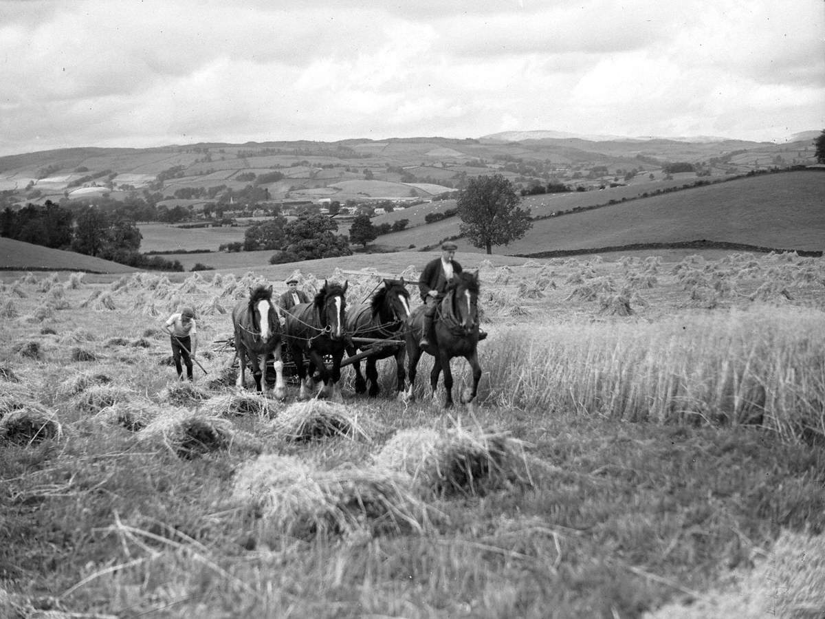 Harvesting Oats near Burneside