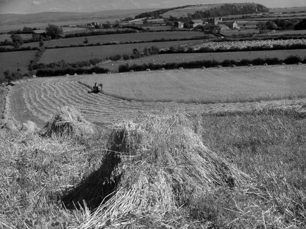 Combining Oats at Humphrey Head