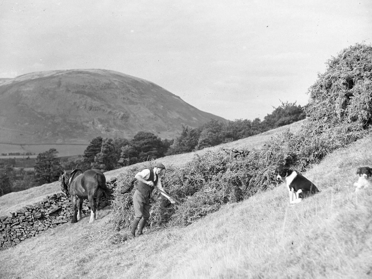 Bracken Harvest