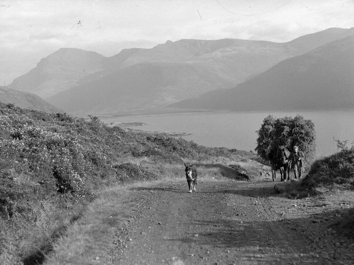 Carting Bracken