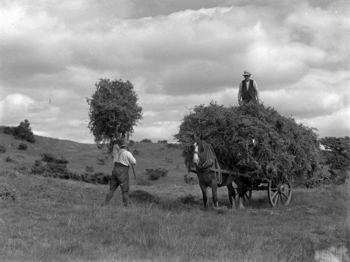 Carting Bracken