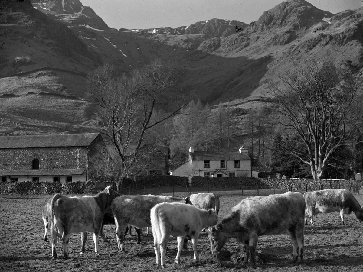 Cows Grazing