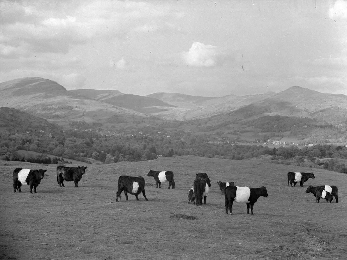 Belted Galloways