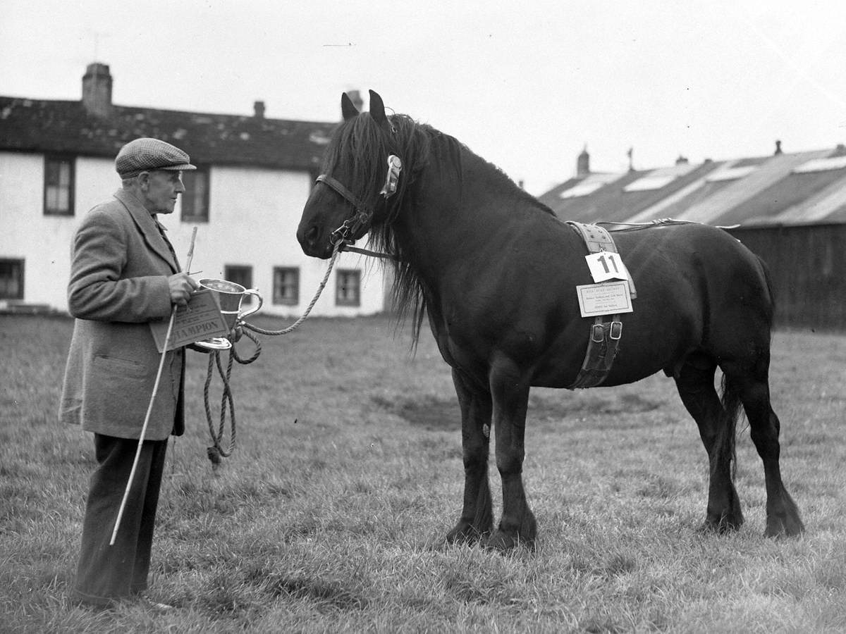 Prize Winning Fell Pony