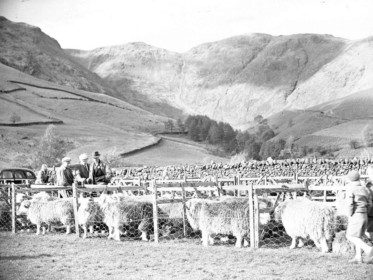 Penned Sheep