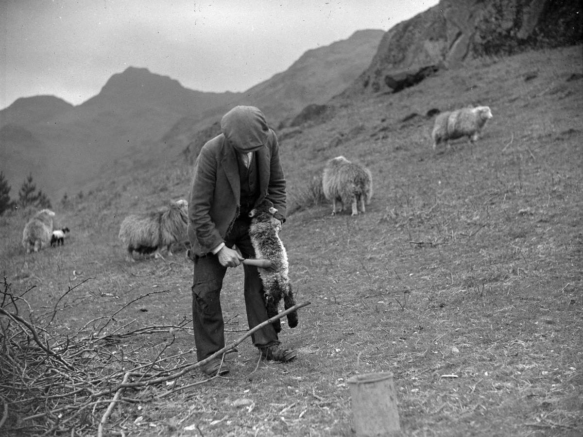 Newly Born Lamb