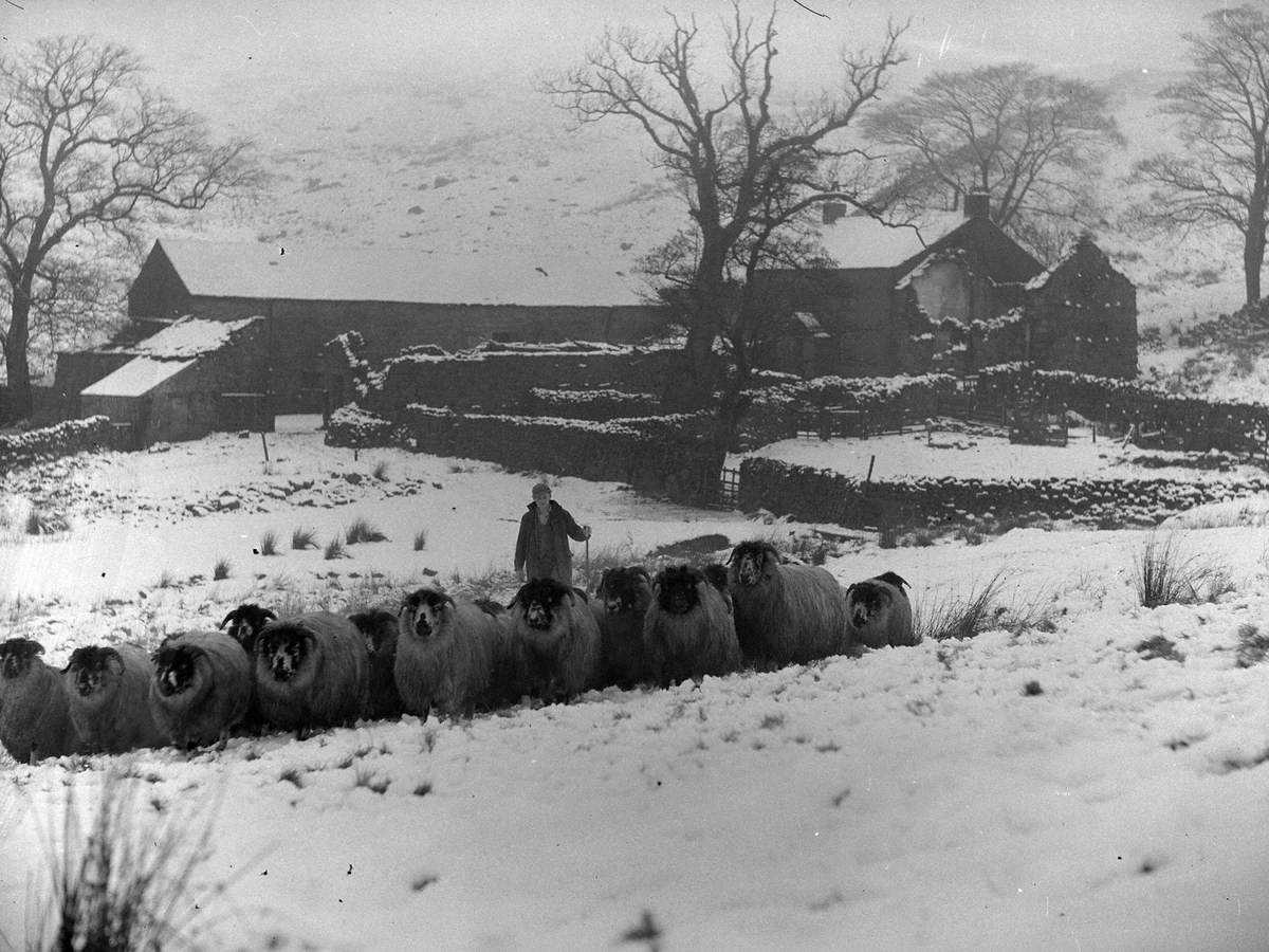 Shap Lodge Farm and Sheep Herding in Winter