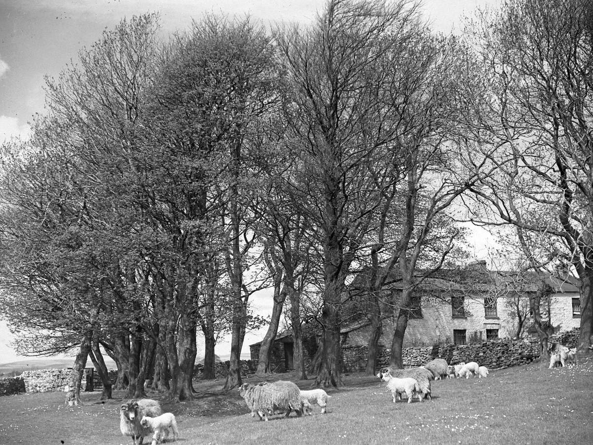 Sheep and Lambs at Ravenstonedale