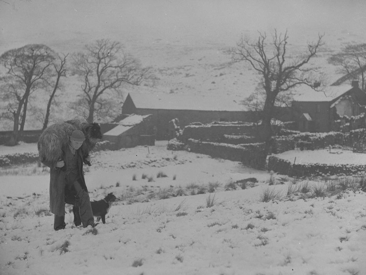 A Sheep Rescue Operation in the Snow