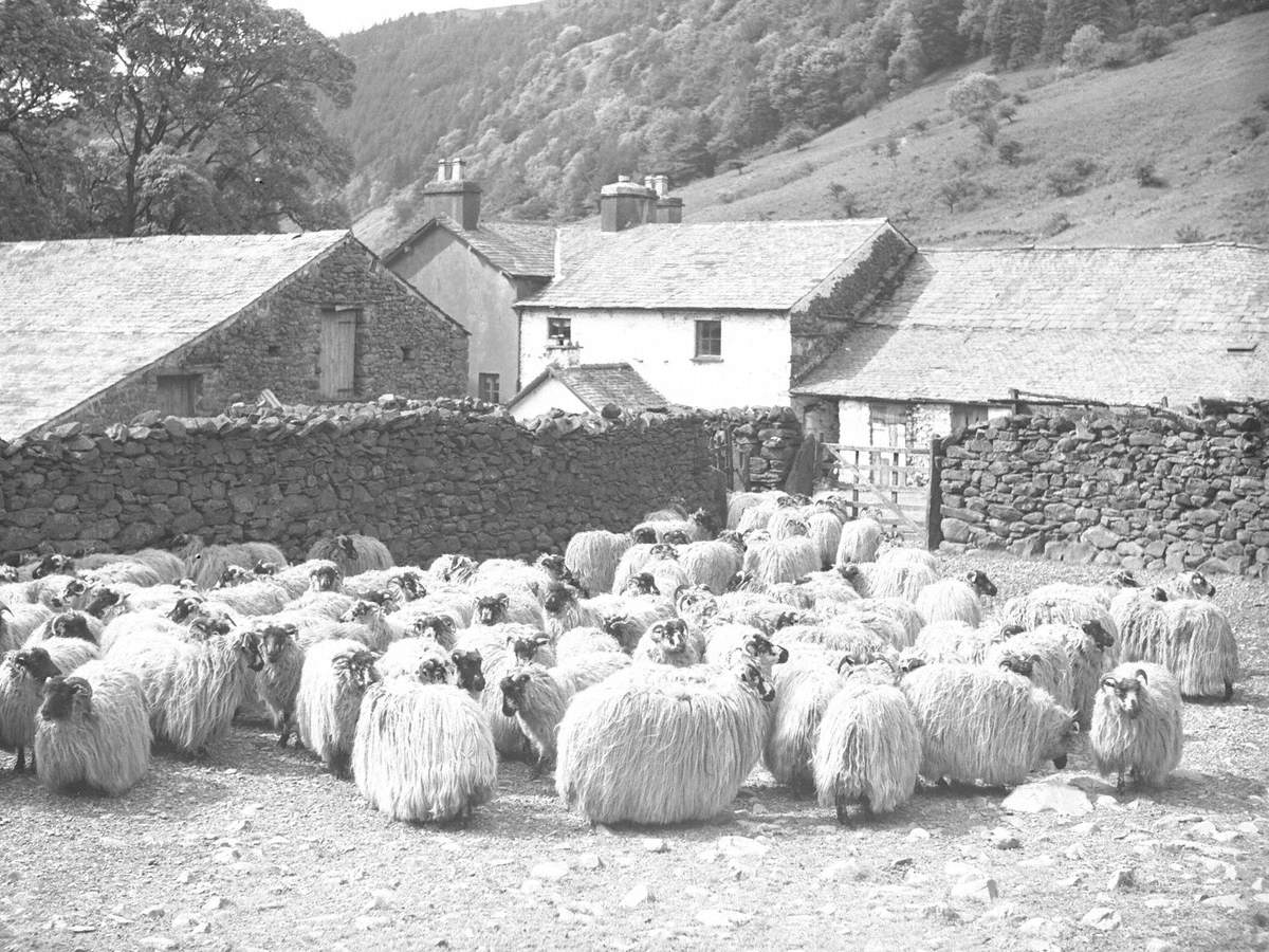 Sheep Ready for Shearing at Bannisdale Head Farm