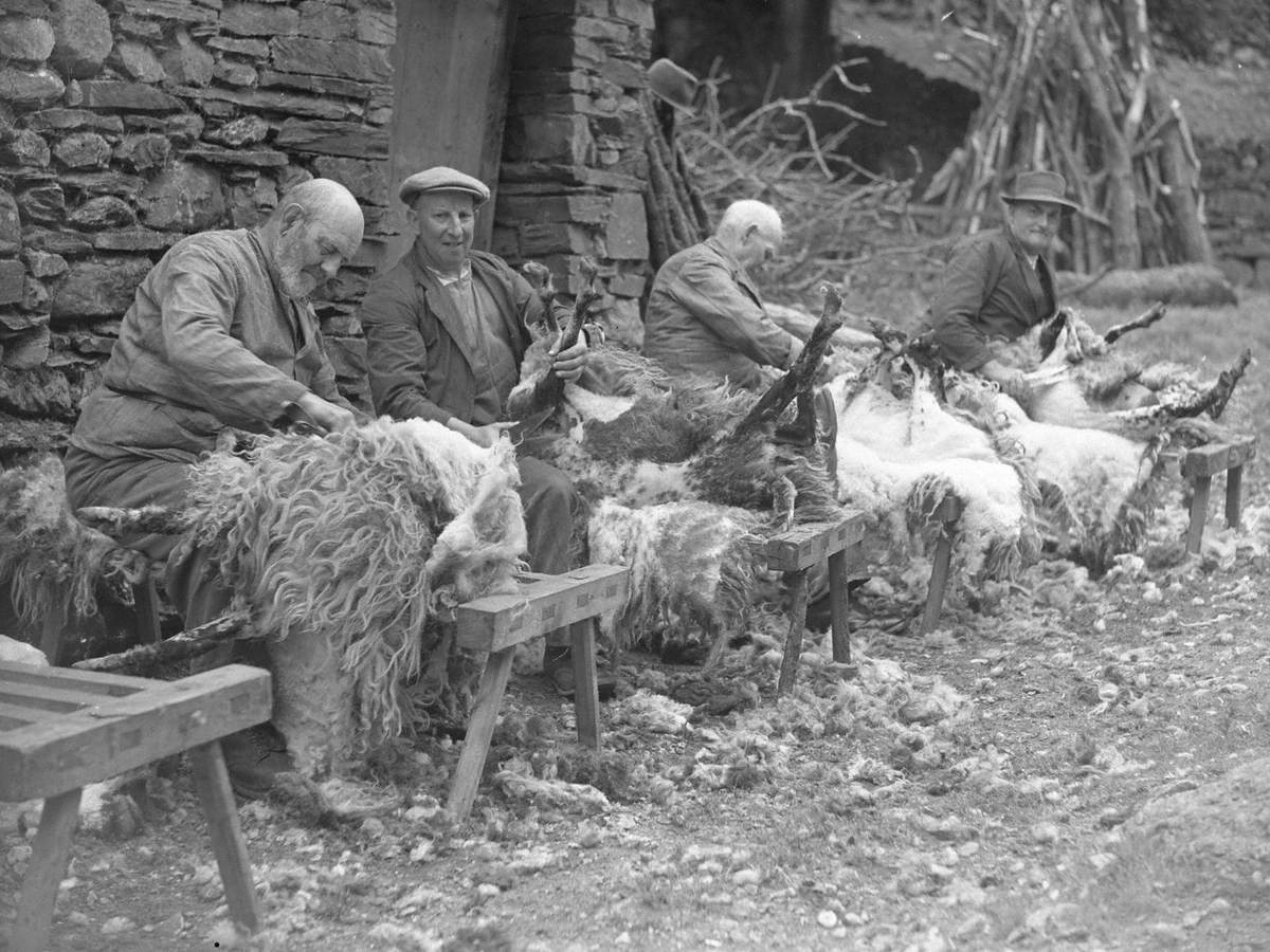 Shearing at Bannisdale Head