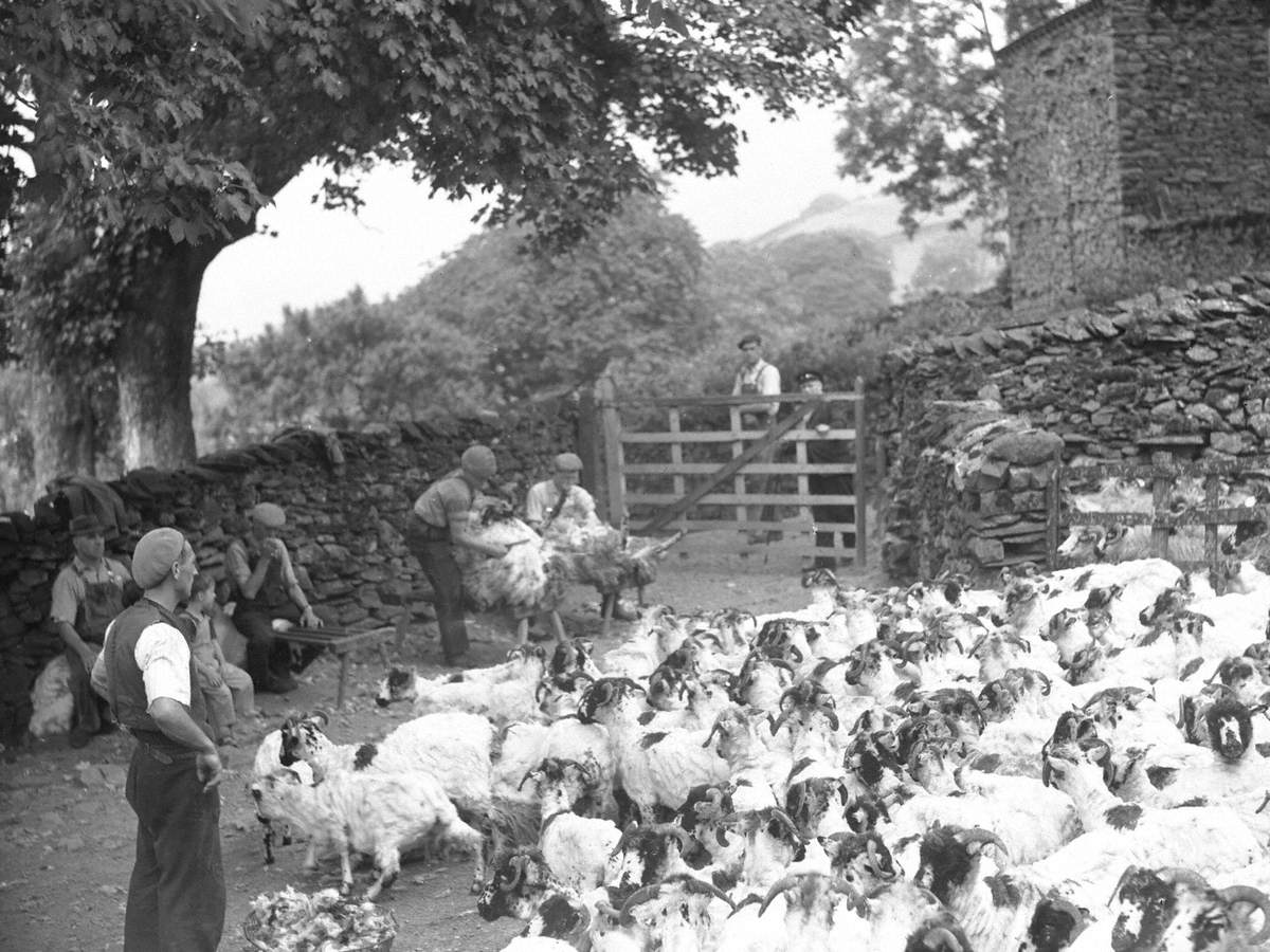 Shearing at Bridgestone